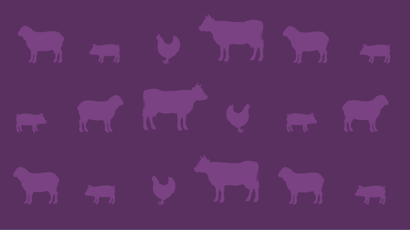 Dogs