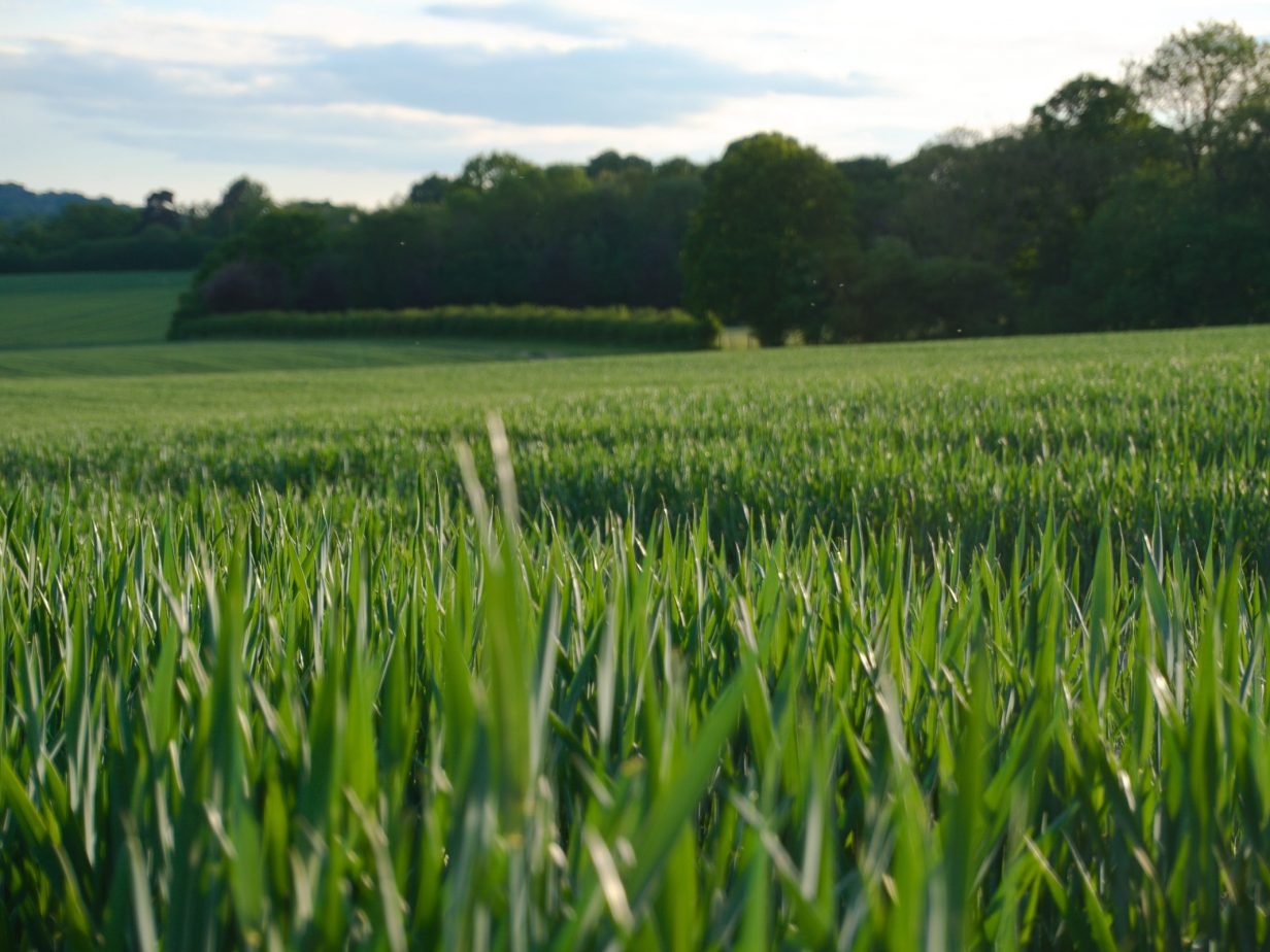 Environment Bill 2019-21 and 2021-22: Report on Committee and Remaining stages in the Commons