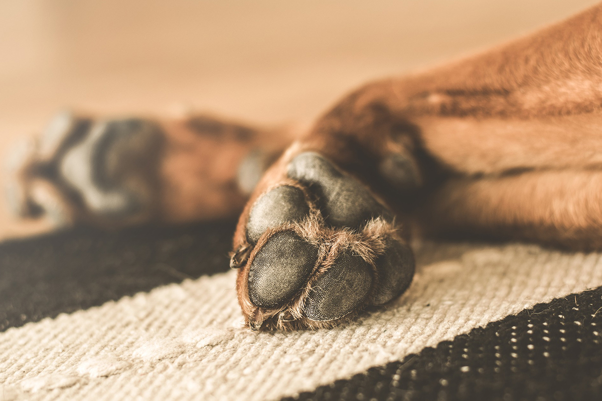 Animal Welfare (Kept Animals) Bill